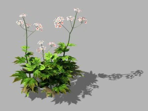 화산 - 식물 - 야생화 02 3D 모델