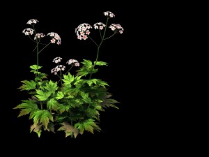 huashan - plants - wildflowers 02 3D Model