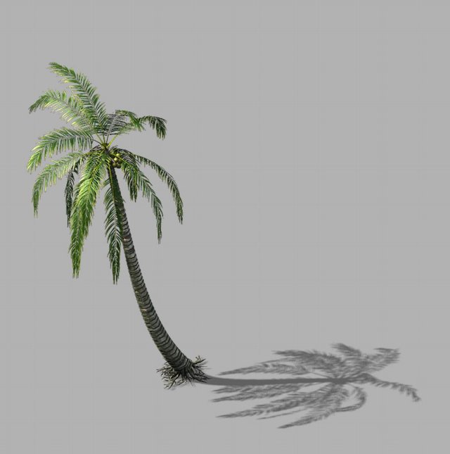 huangguoshu waterfall - coconut tree 01 3D Model .c4d .max .obj .3ds .fbx .stl .blend 
