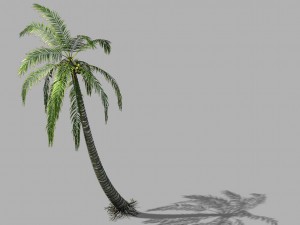 huangguoshu waterfall - coconut tree 01 3D Model