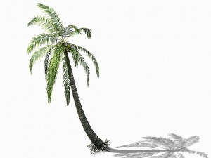 huangguoshu waterfall - coconut tree 01 3D Model