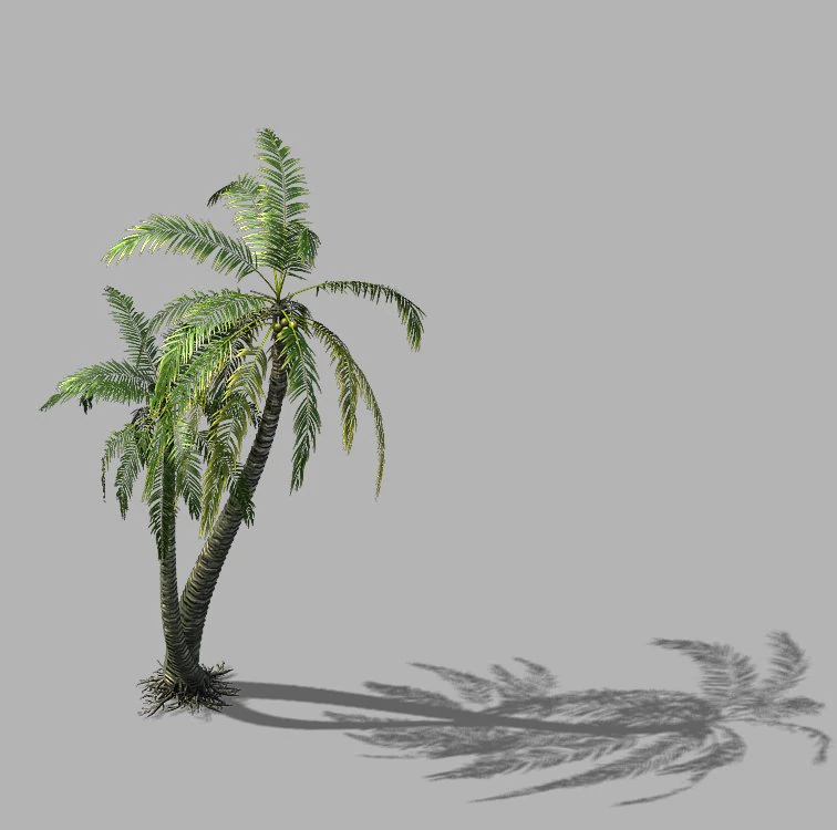 huangguoshu waterfall - coconut tree 02 3D Model .c4d .max .obj .3ds .fbx .stl .blend