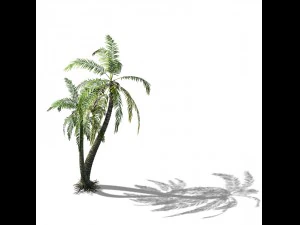 huangguoshu waterfall - coconut tree 02 3D Model