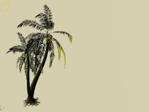 huangguoshu waterfall - coconut tree 02 3D Model