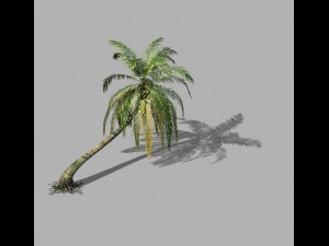 huangguoshu waterfall - coconut tree 03 3D 模型