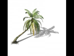 huangguoshu waterfall - coconut tree 03 3D मॉडल