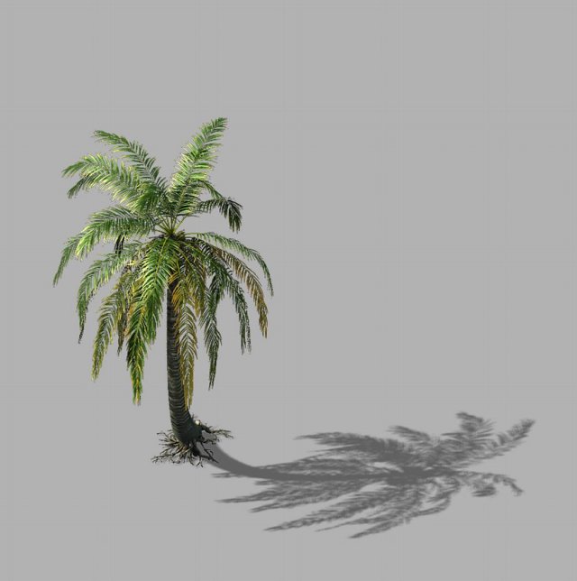 huangguoshu falls - coconut trees 04 Modello 3D .c4d .max .obj .3ds .fbx .stl .blend