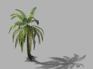 huangguoshu falls - coconut trees 04 3D Model