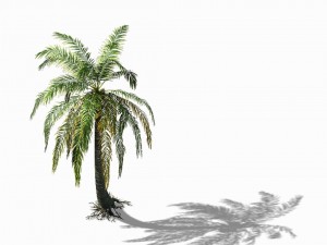 huangguoshu falls - coconut trees 04 Modello 3D