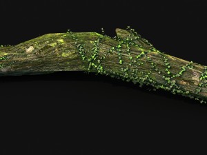 elven mountains - green algae - dead trees 02 Modello 3D