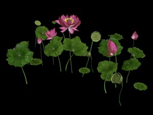elves villa - lotus 06 3D 模型