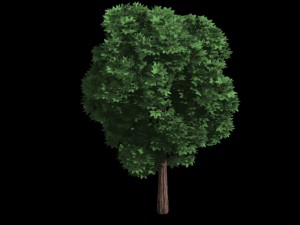 elven villa - broadleaf 03 3D Model