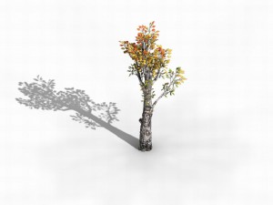 empty mulberry - birch 01 3D Model