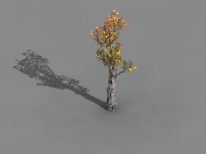 empty mulberry - birch 01 3D Model