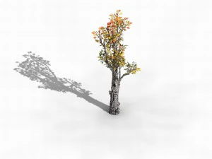 empty mulberry - birch 01 3D Model