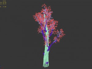 empty mulberry - birch 01 3D Model