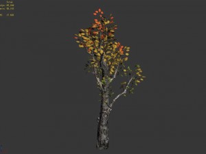 empty mulberry - birch 01 3D Model