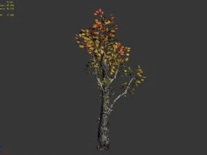 empty mulberry - birch 01 3D Model