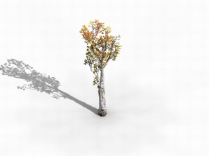 empty mulberry - birch 02 3D Модель