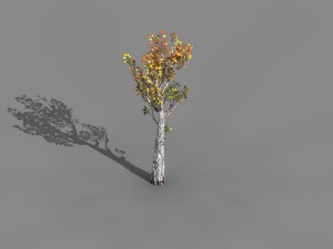 empty mulberry - birch 02 3D Модель