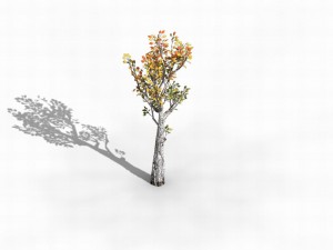 empty mulberry - birch 02 3D Модель