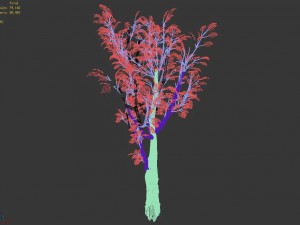 empty mulberry - birch 02 3D Модель