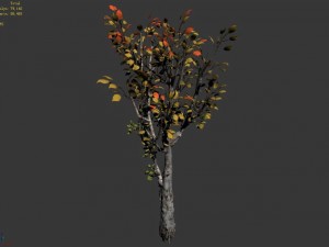 empty mulberry - birch 02 3D Модель