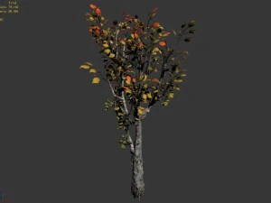 empty mulberry - birch 02 3D Model