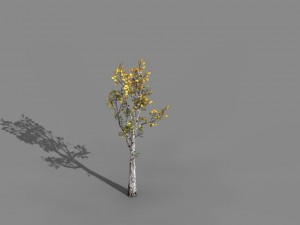 empty mulberry - birch 03 3D Model