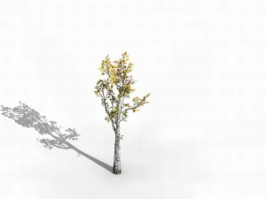 empty mulberry - birch 03 3D Model