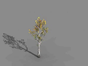 empty mulberry - birch 03 3D Model