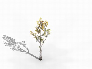 empty mulberry - birch 03 3D 模型