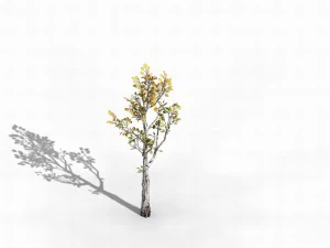 empty mulberry - birch 03 3D Model