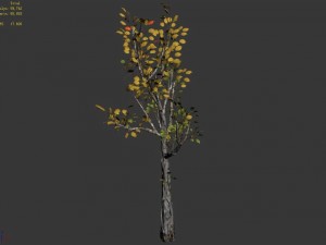 empty mulberry - birch 03 3D 模型