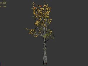 empty mulberry - birch 03 3D Model