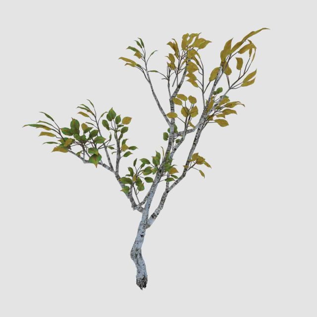empty mulberry - birch 04 3D Model .c4d .max .obj .3ds .fbx .stl .blend 