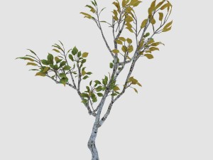 empty mulberry - birch 04 3D Model