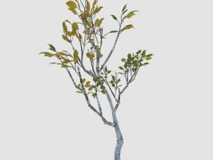 empty mulberry - birch 04 3D Model