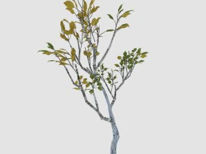 empty mulberry - birch 04 3D Model