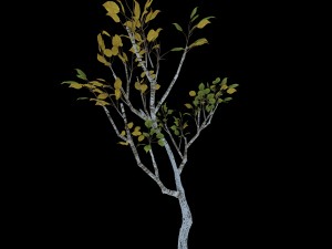 empty mulberry - birch 04 3D Model