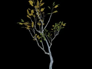 empty mulberry - birch 04 3D Model