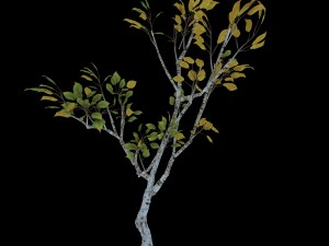 empty mulberry - birch 04 3D Model
