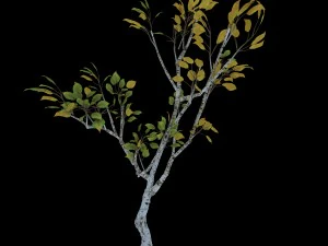 empty mulberry - birch 04 3D Model