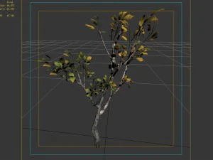 empty mulberry - birch 04 3D Model