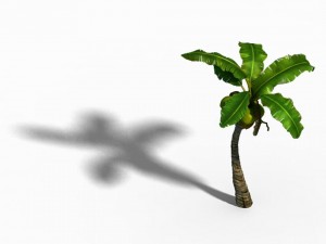 empty mulberry - coconut tree bend 02 3D 模型