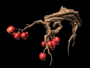 empty mulberry - small tree 01 3D Model