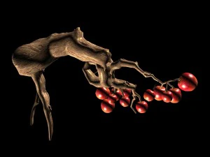 empty mulberry - small tree 01 3D Model