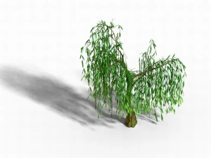 liuli island - willow 01 3D Model