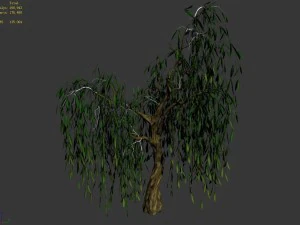 liuli island - willow 01 3D Model