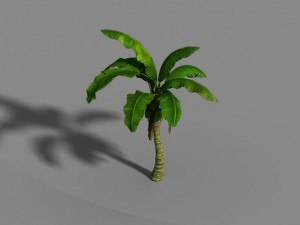 liuli island - coconut tree 01 3D Model